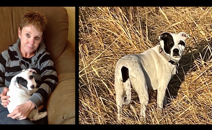 Who’saGoodDog, Carmen!?!