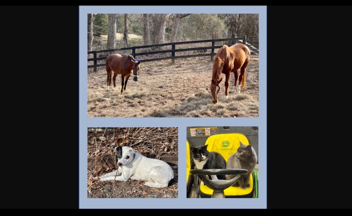 Talking to the&nbsp;Animals