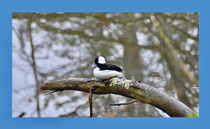 The Bufflehead