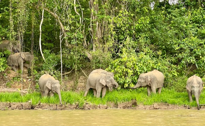 Pygmy Elephants
