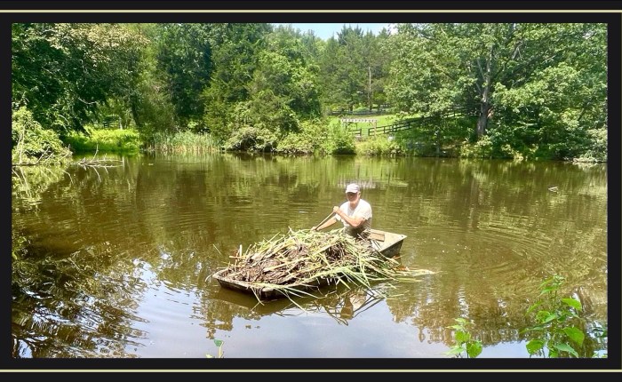 Tales of the Cattails