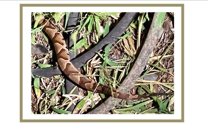 Copperhead Redux